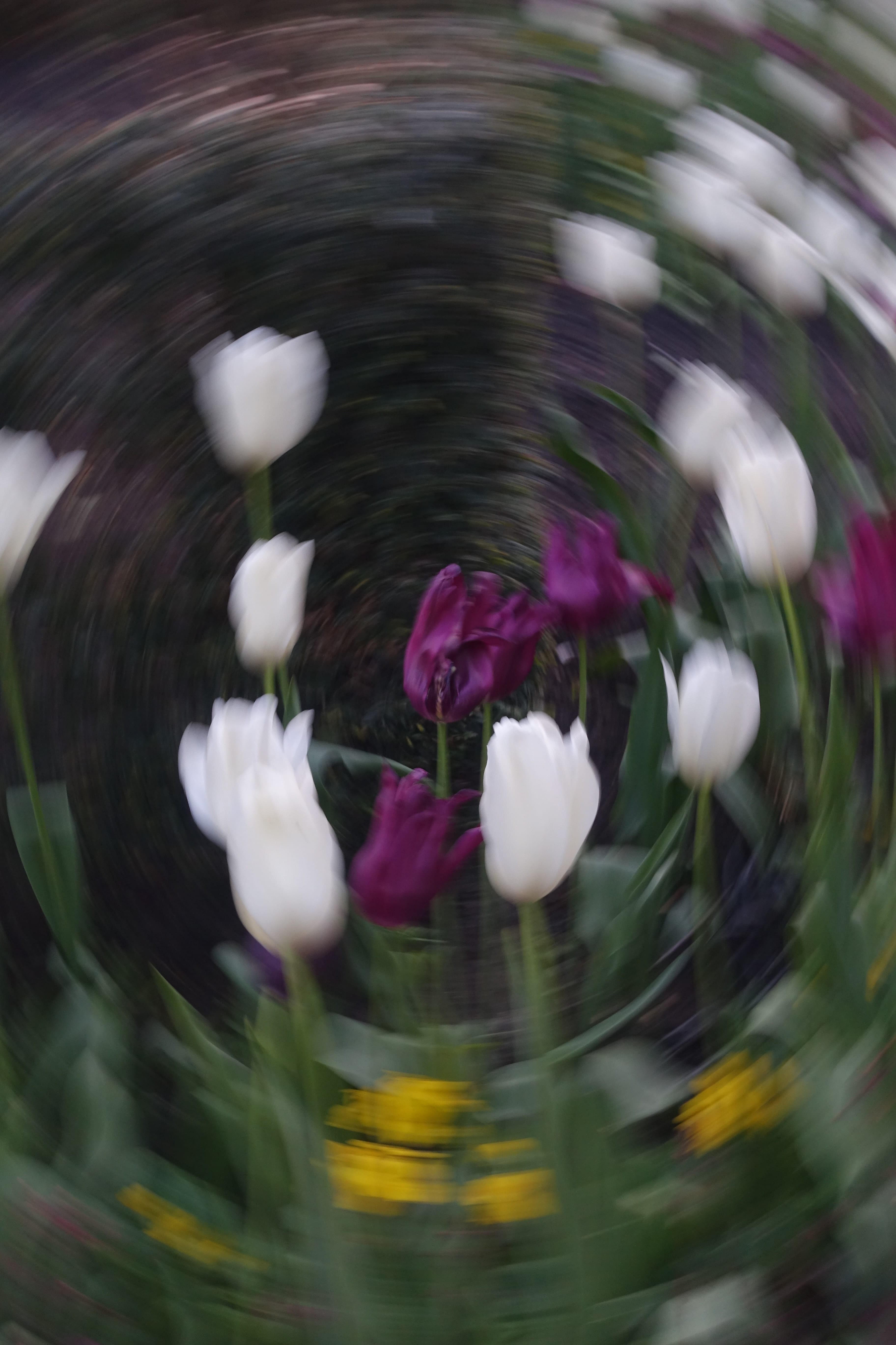 In flower fields