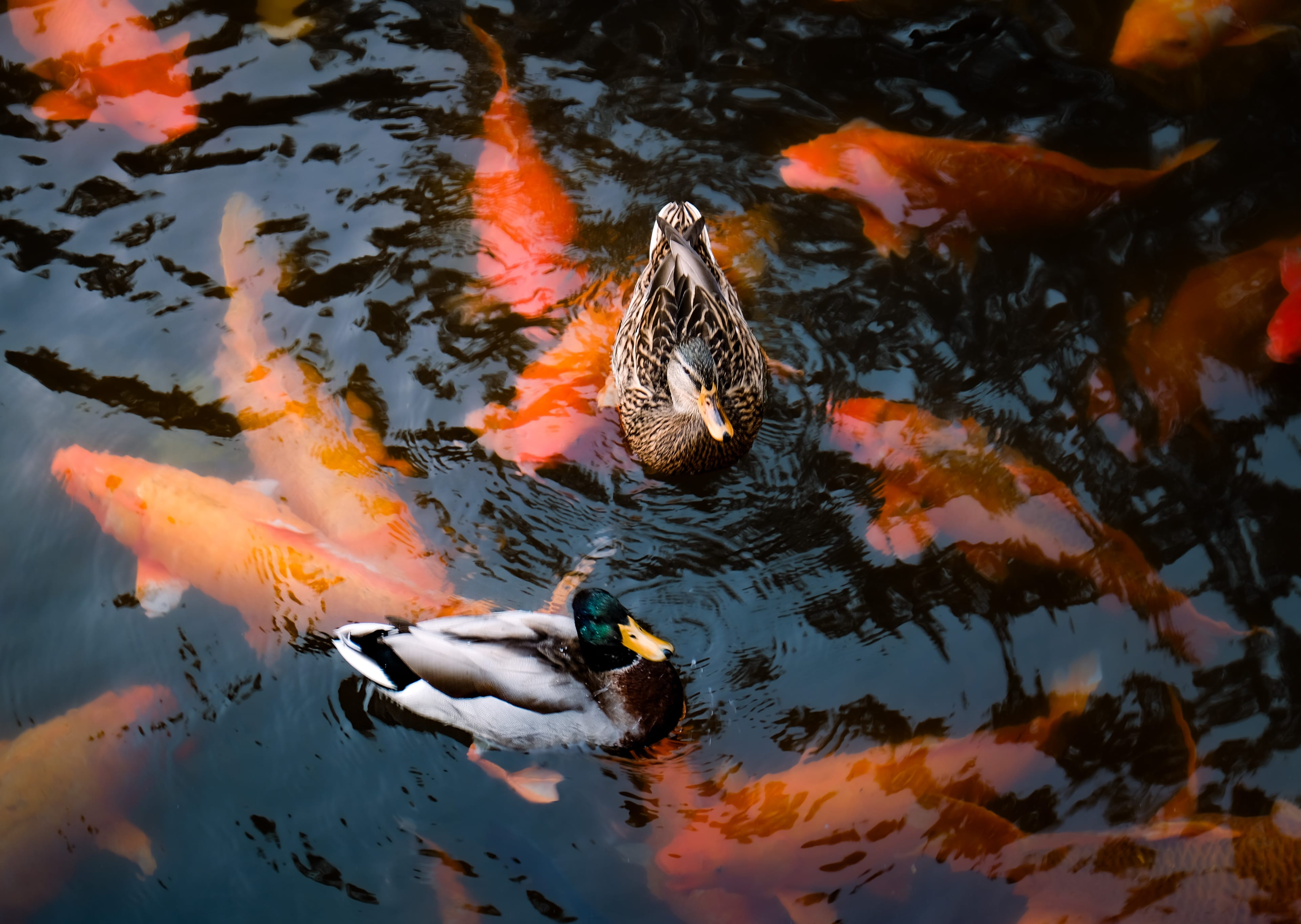 Untitled photograph.