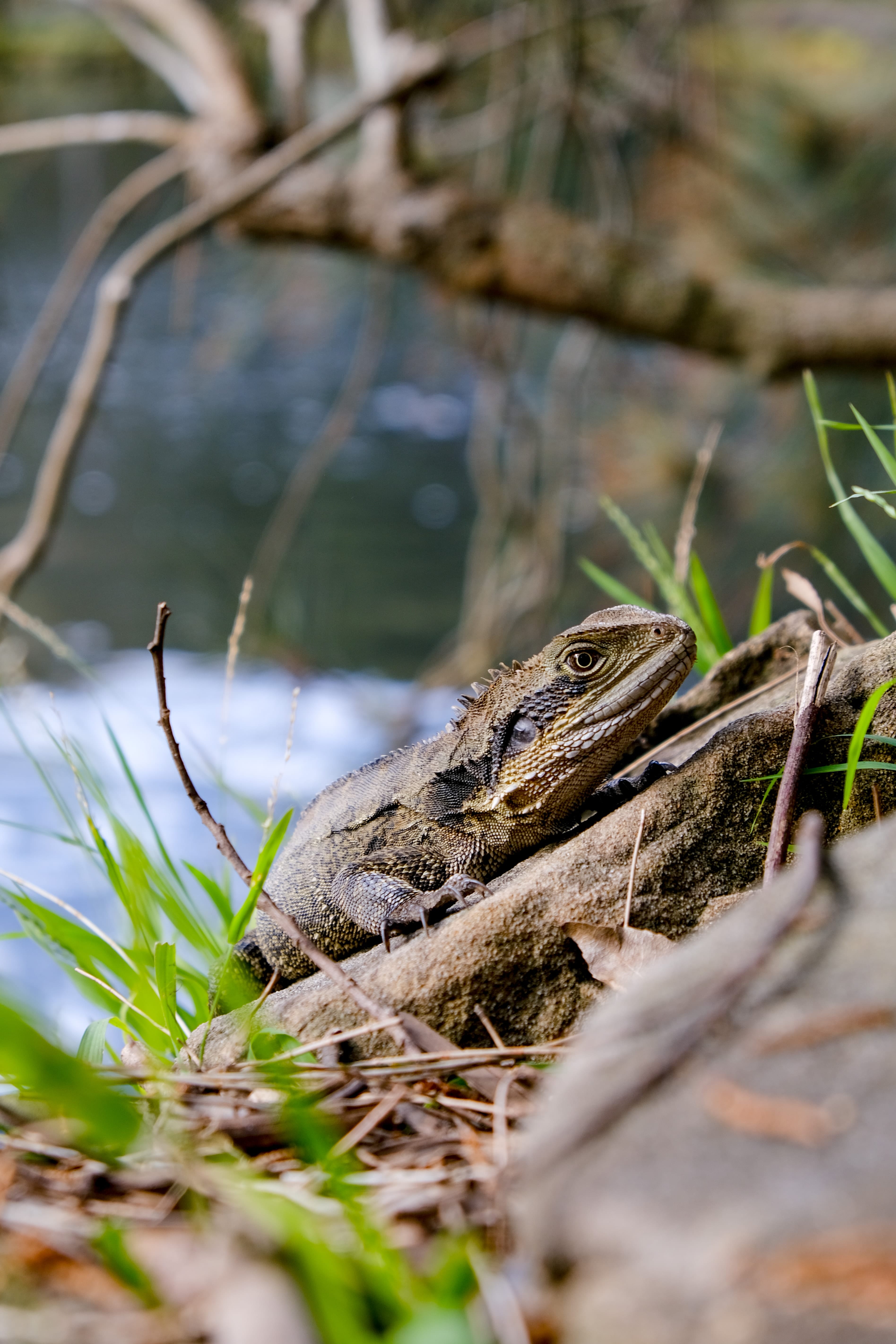 bearded dragon