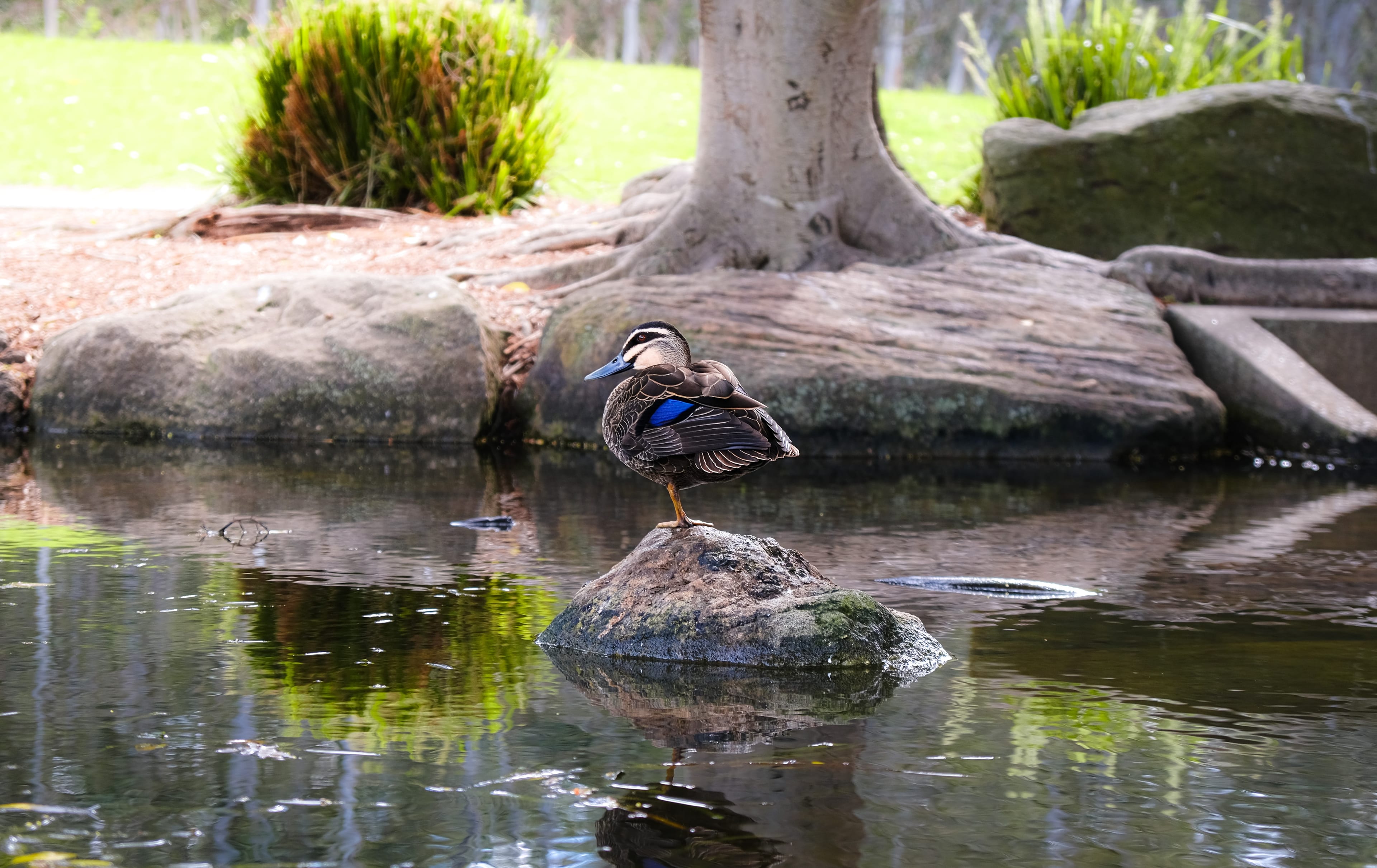 duck in the balance